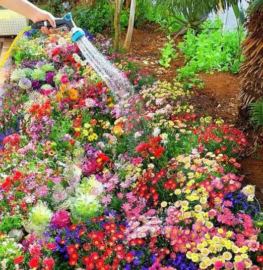 Garden Delight: 100 Premium Flower Seed Mix + Free Plant Growth Enhancer