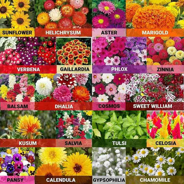 Garden Delight: 100 Premium Flower Seed Mix + Free Plant Growth Enhancer